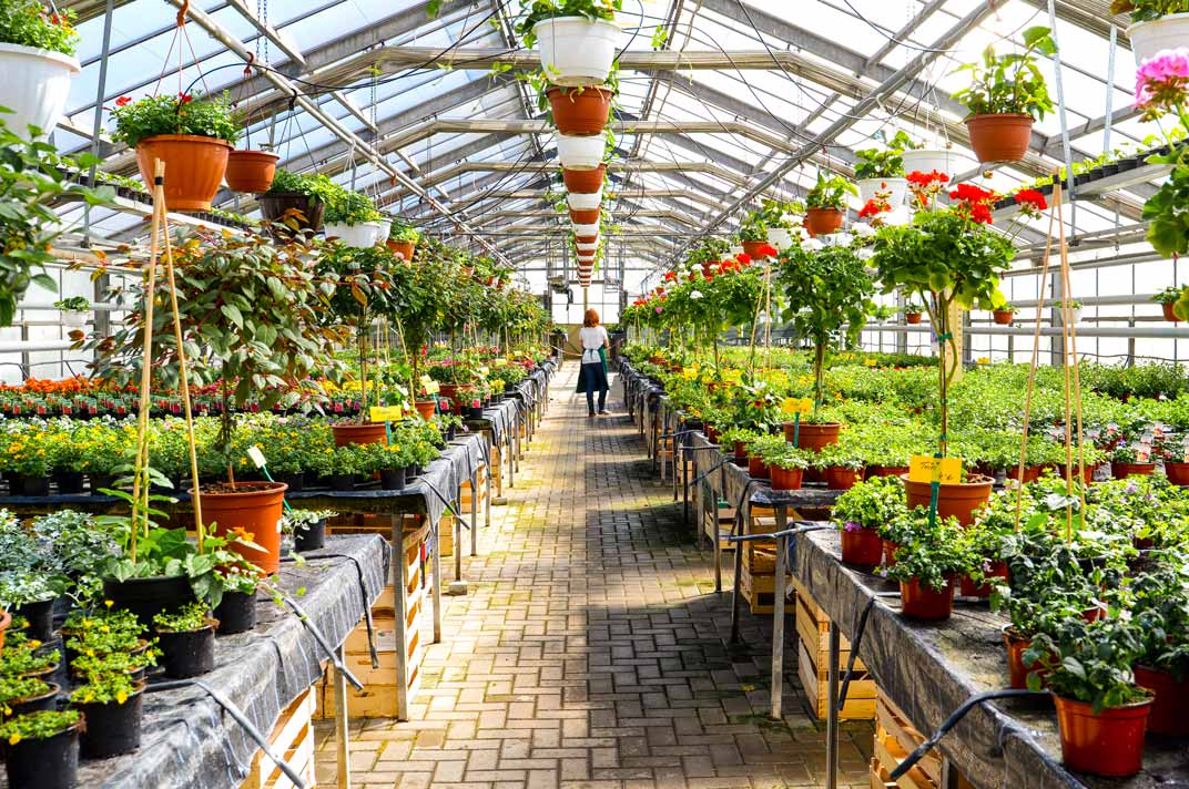 Lessons from A Houseplant: How Passion Meets Intention